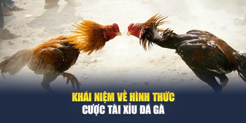 Khái niệm về hình thức cược tài xỉu đá gà