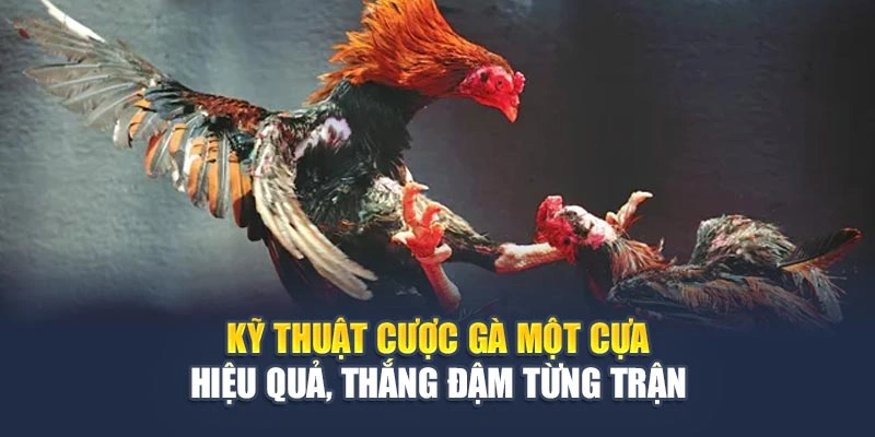 Kỹ Thuật Cược Gà Một Cựa Hiệu Quả, Thắng Đậm Từng Trận