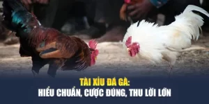 Tài Xỉu Đá Gà: Hiểu Chuẩn, Cược Đúng, Thu Lời Lớn
